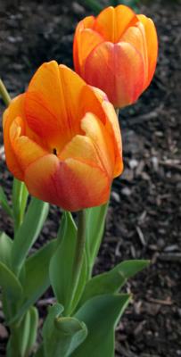 Two Tulips *