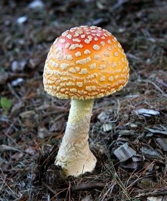 A.K.A. Fly Agaric