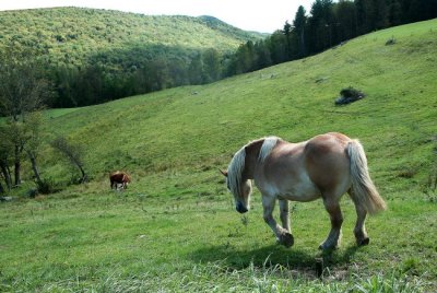 The Lower Meadow *