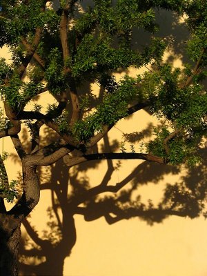 Tree shadow*