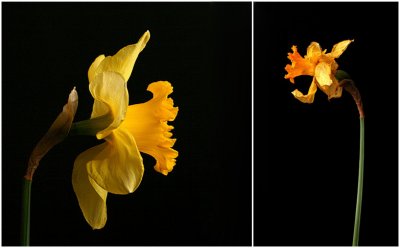 7th: Duo Daffodils