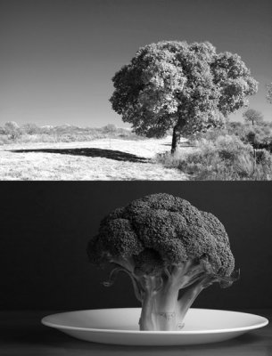 Tree and Broccoli