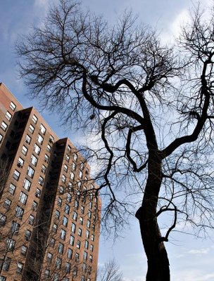 A Tree Grows in Brooklyn