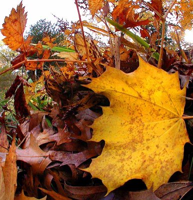 Autumn Leaves