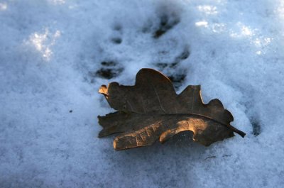 leaf in snow *