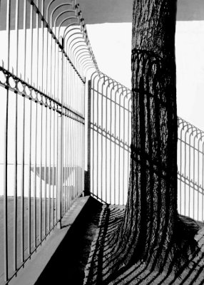Urban Fence & Tree