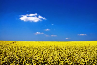 10th Place - Canola Fields Forever by GeraldH