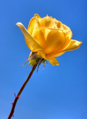 yellow rose, blue sky