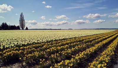 Daffodil Time