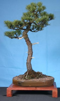 Scots-pine-bonsai