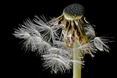 Dandelion 1