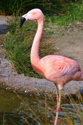 2875-flamingo.jpg