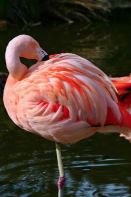 2878-flamingo.jpg