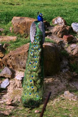 2892-peacock.jpg