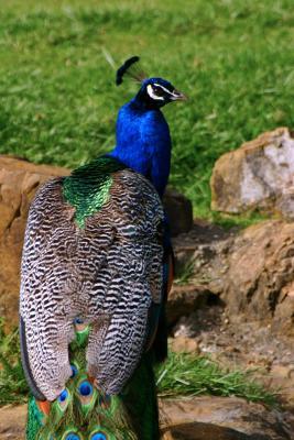 2894-peacock.jpg