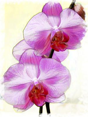 0520-pink orchid.jpg