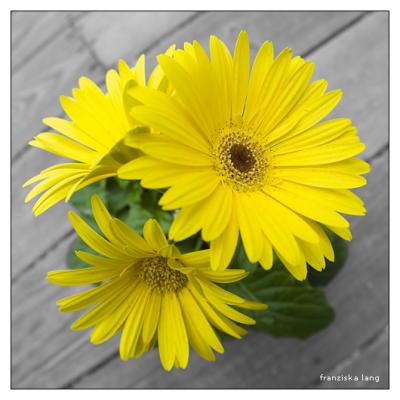 g3/58/167158/3/58081302.DSC_8795_FisheyeGerbera_PAD.jpg