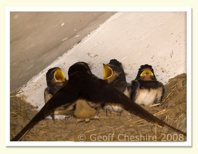 Mother swallow feeding chicks