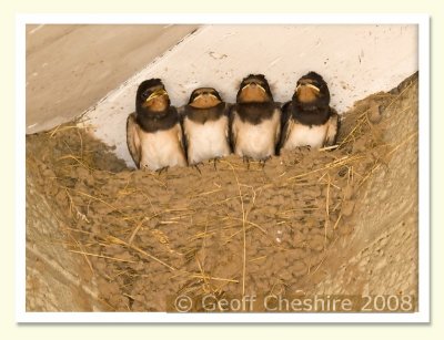 Nest full of swallows