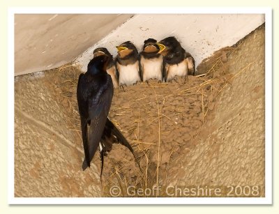 Mother swallow and chicks