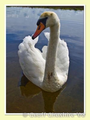 Swans near Glasson (1)