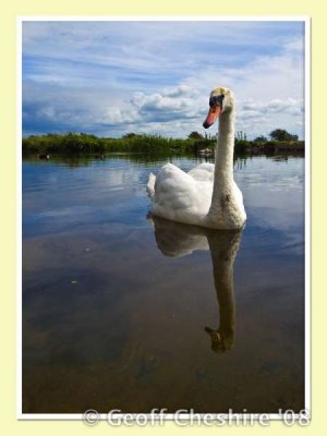 Swans near Glasson (2)
