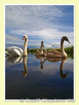 Swans near Glasson (3)