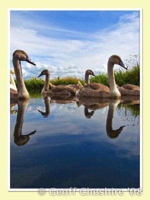 Swans near Glasson (4)