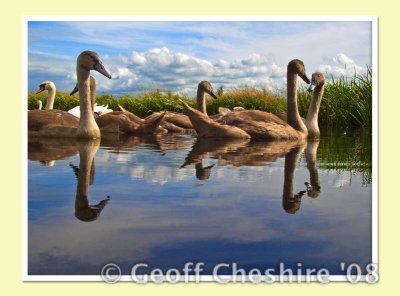 Swans near Glasson (5)