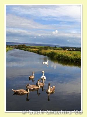 Swans near Glasson (6)