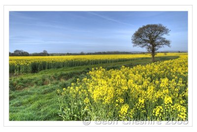 Spring Fields (HDR)