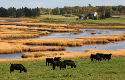 Cattle and Marshland