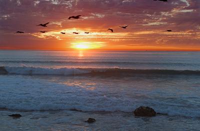 Pelican Sunset - Pt. Loma