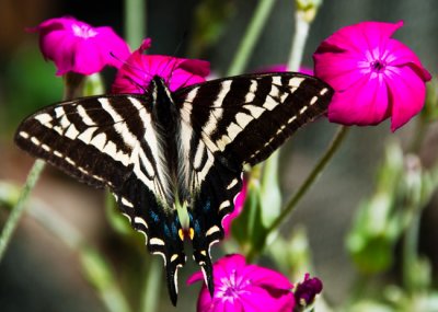 Nature and Flowers