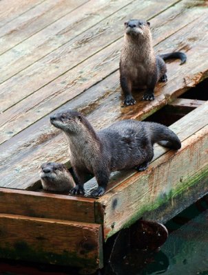 Whales, Seals and Sea Life