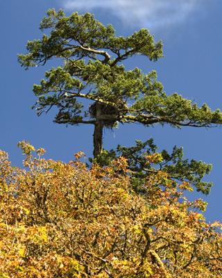 Eagle tree