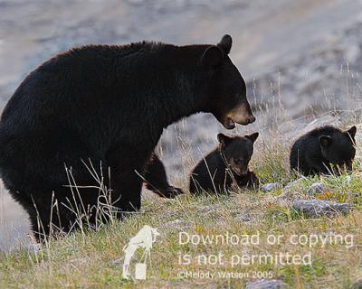 Mama bear, baby bears