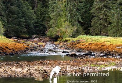 mouse creek2.jpg