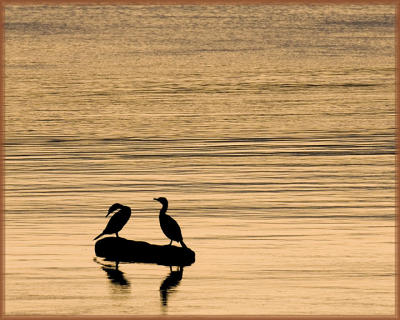 Sunset cormorants