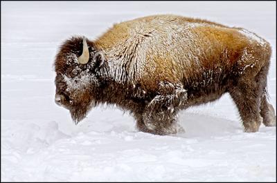 Bison
