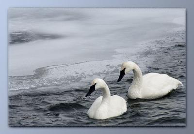 swans