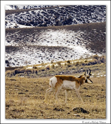Pronghorn