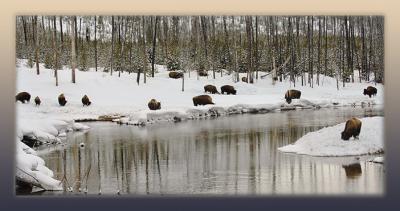Bison
