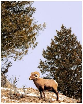 Bighorn