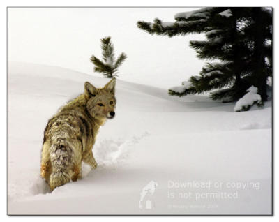 Coyote