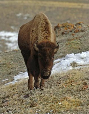 Bison