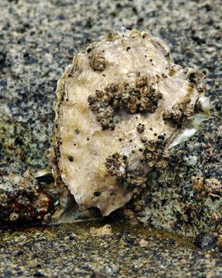 Oyster