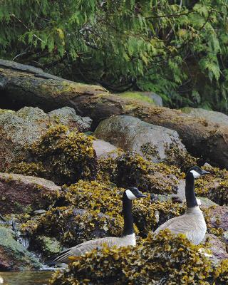 canada_geese
