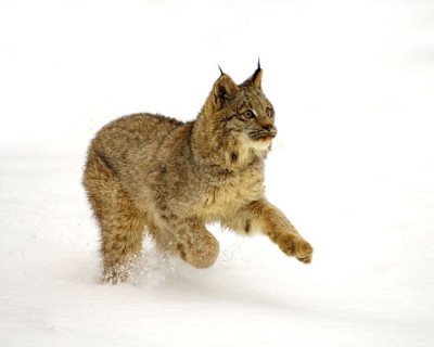 Lynx