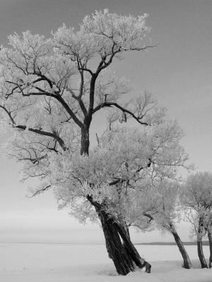Frosty Tree B/W